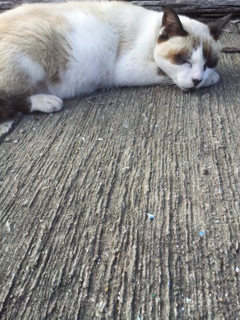 Lazy cat